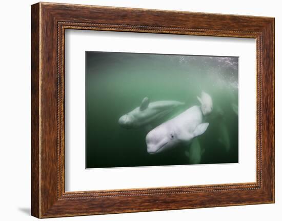 Canada, Young Beluga Whale Calf Swimming with Mother and Pod Near Mouth-Paul Souders-Framed Photographic Print