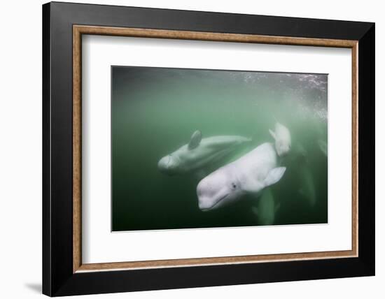 Canada, Young Beluga Whale Calf Swimming with Mother and Pod Near Mouth-Paul Souders-Framed Photographic Print