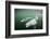 Canada, Young Beluga Whale Calf Swimming with Mother and Pod Near Mouth-Paul Souders-Framed Photographic Print