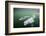 Canada, Young Beluga Whale Calf Swimming with Mother and Pod Near Mouth-Paul Souders-Framed Photographic Print