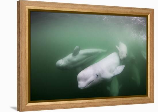 Canada, Young Beluga Whale Calf Swimming with Mother and Pod Near Mouth-Paul Souders-Framed Premier Image Canvas