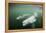 Canada, Young Beluga Whale Calf Swimming with Mother and Pod Near Mouth-Paul Souders-Framed Premier Image Canvas