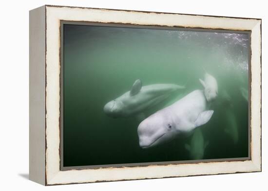 Canada, Young Beluga Whale Calf Swimming with Mother and Pod Near Mouth-Paul Souders-Framed Premier Image Canvas