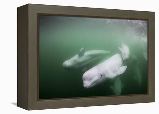 Canada, Young Beluga Whale Calf Swimming with Mother and Pod Near Mouth-Paul Souders-Framed Premier Image Canvas