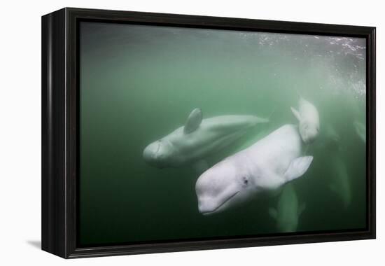 Canada, Young Beluga Whale Calf Swimming with Mother and Pod Near Mouth-Paul Souders-Framed Premier Image Canvas