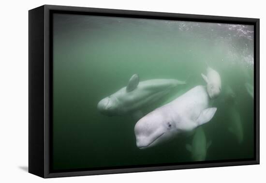 Canada, Young Beluga Whale Calf Swimming with Mother and Pod Near Mouth-Paul Souders-Framed Premier Image Canvas