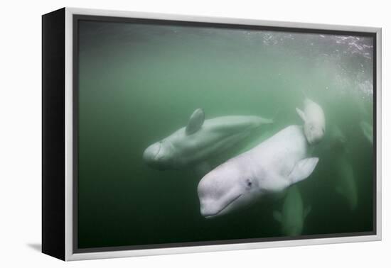 Canada, Young Beluga Whale Calf Swimming with Mother and Pod Near Mouth-Paul Souders-Framed Premier Image Canvas