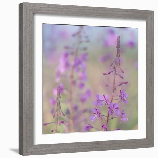 Canada, Yukon. Fireweed plant in bloom.-Jaynes Gallery-Framed Photographic Print