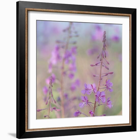 Canada, Yukon. Fireweed plant in bloom.-Jaynes Gallery-Framed Photographic Print
