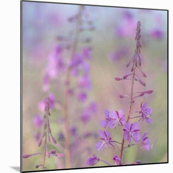 Canada, Yukon. Fireweed plant in bloom.-Jaynes Gallery-Mounted Photographic Print