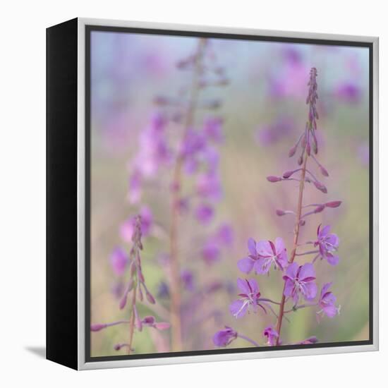 Canada, Yukon. Fireweed plant in bloom.-Jaynes Gallery-Framed Premier Image Canvas