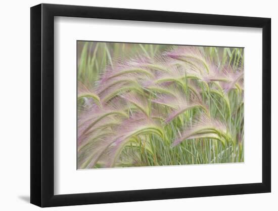 Canada, Yukon. Foxtail grass close-up.-Jaynes Gallery-Framed Photographic Print