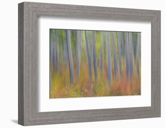 Canada, Yukon, Kluane National Park. Abstract motion blur of aspen trees.-Jaynes Gallery-Framed Photographic Print