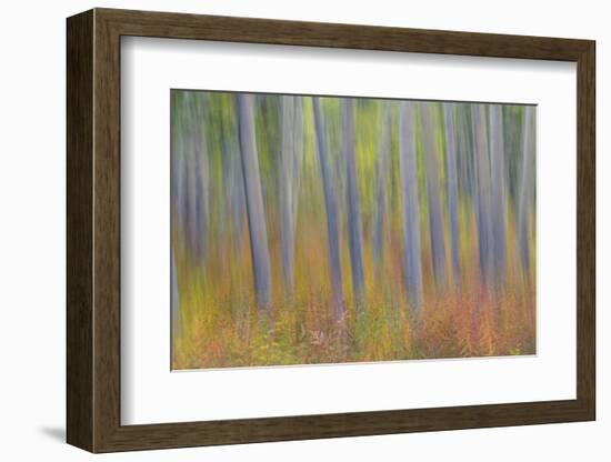 Canada, Yukon, Kluane National Park. Abstract motion blur of aspen trees.-Jaynes Gallery-Framed Photographic Print