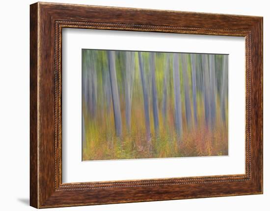 Canada, Yukon, Kluane National Park. Abstract motion blur of aspen trees.-Jaynes Gallery-Framed Photographic Print