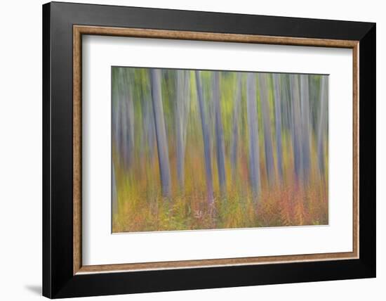 Canada, Yukon, Kluane National Park. Abstract motion blur of aspen trees.-Jaynes Gallery-Framed Photographic Print