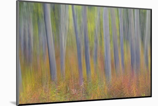 Canada, Yukon, Kluane National Park. Abstract motion blur of aspen trees.-Jaynes Gallery-Mounted Photographic Print