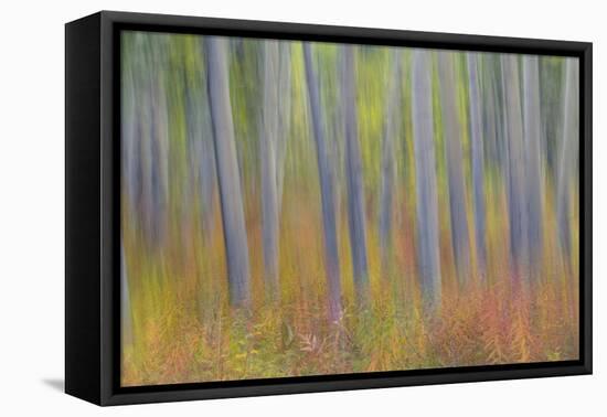 Canada, Yukon, Kluane National Park. Abstract motion blur of aspen trees.-Jaynes Gallery-Framed Premier Image Canvas