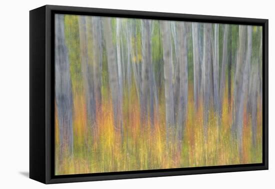 Canada, Yukon, Kluane National Park. Abstract of aspen trees.-Jaynes Gallery-Framed Premier Image Canvas