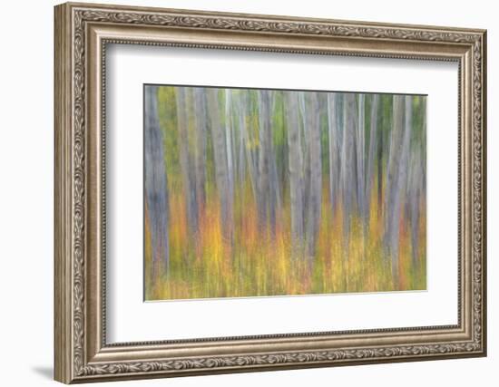 Canada, Yukon, Kluane National Park. Abstract of aspen trees.-Jaynes Gallery-Framed Photographic Print