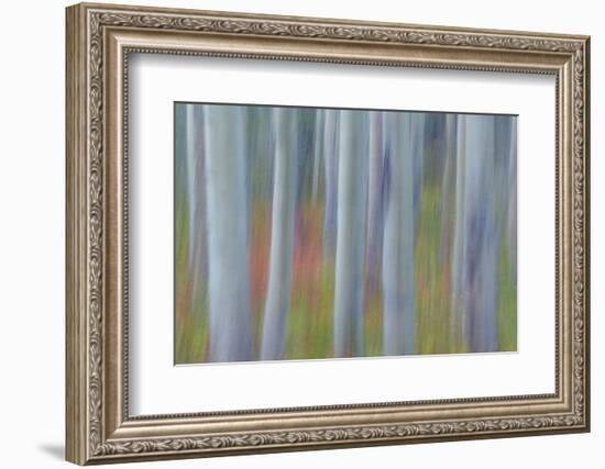 Canada, Yukon, Kluane National Park. Abstract of aspen trees.-Jaynes Gallery-Framed Photographic Print