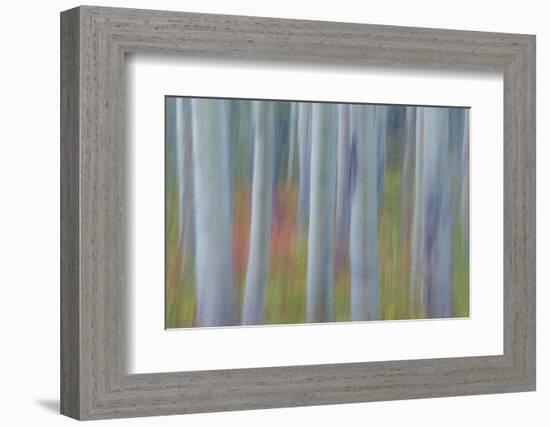 Canada, Yukon, Kluane National Park. Abstract of aspen trees.-Jaynes Gallery-Framed Photographic Print