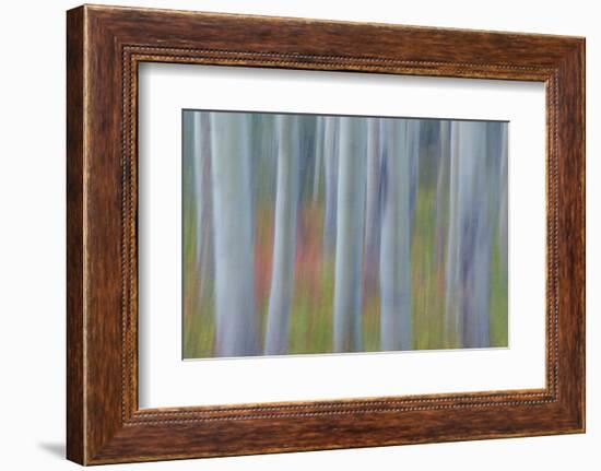 Canada, Yukon, Kluane National Park. Abstract of aspen trees.-Jaynes Gallery-Framed Photographic Print