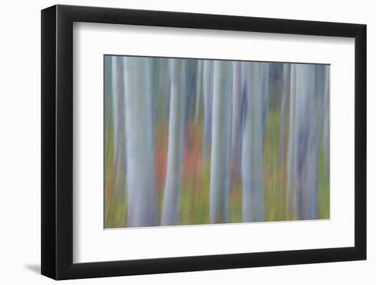 Canada, Yukon, Kluane National Park. Abstract of aspen trees.-Jaynes Gallery-Framed Photographic Print