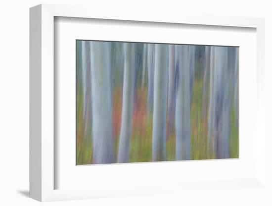 Canada, Yukon, Kluane National Park. Abstract of aspen trees.-Jaynes Gallery-Framed Photographic Print