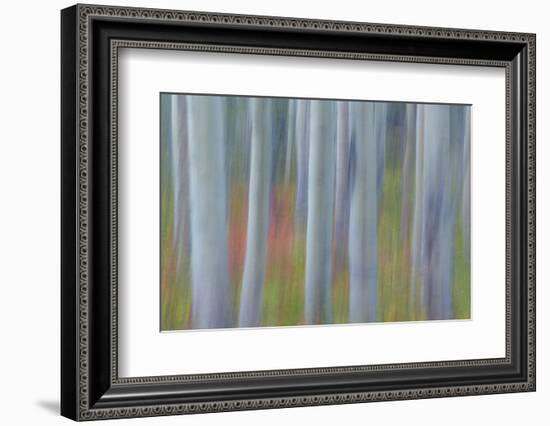 Canada, Yukon, Kluane National Park. Abstract of aspen trees.-Jaynes Gallery-Framed Photographic Print