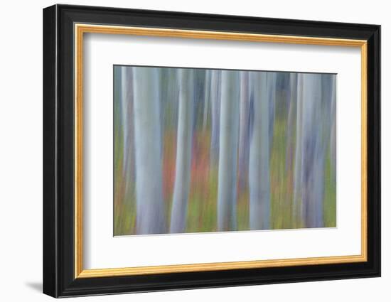 Canada, Yukon, Kluane National Park. Abstract of aspen trees.-Jaynes Gallery-Framed Photographic Print