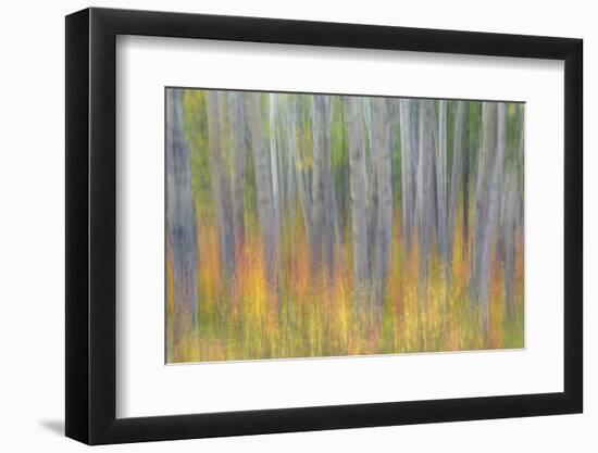 Canada, Yukon, Kluane National Park. Abstract of aspen trees.-Jaynes Gallery-Framed Photographic Print