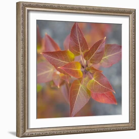 Canada, Yukon, Kluane National Park. Balsam poplar leaves.-Jaynes Gallery-Framed Photographic Print