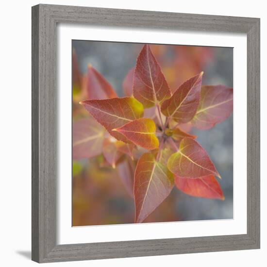 Canada, Yukon, Kluane National Park. Balsam poplar leaves.-Jaynes Gallery-Framed Photographic Print