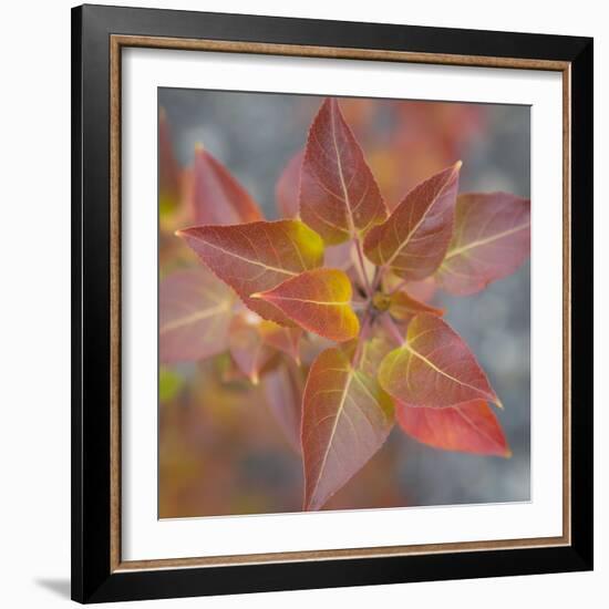 Canada, Yukon, Kluane National Park. Balsam poplar leaves.-Jaynes Gallery-Framed Photographic Print