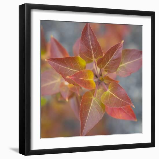 Canada, Yukon, Kluane National Park. Balsam poplar leaves.-Jaynes Gallery-Framed Photographic Print