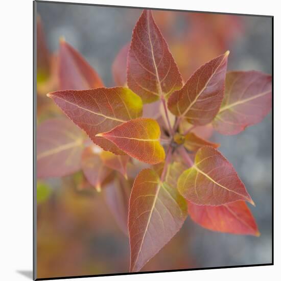 Canada, Yukon, Kluane National Park. Balsam poplar leaves.-Jaynes Gallery-Mounted Photographic Print