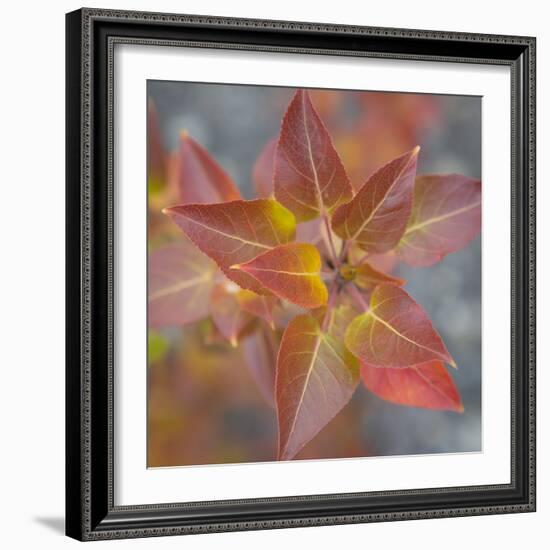 Canada, Yukon, Kluane National Park. Balsam poplar leaves.-Jaynes Gallery-Framed Photographic Print