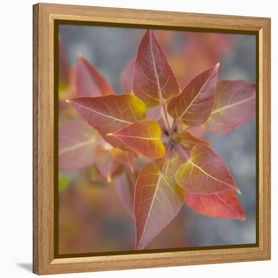 Canada, Yukon, Kluane National Park. Balsam poplar leaves.-Jaynes Gallery-Framed Premier Image Canvas