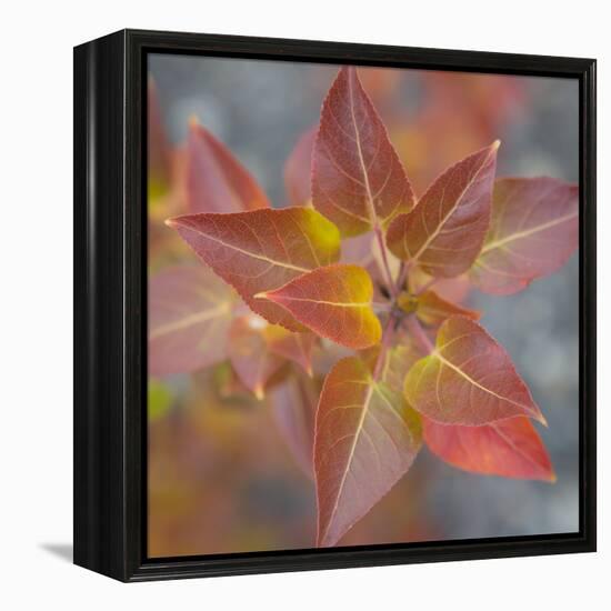 Canada, Yukon, Kluane National Park. Balsam poplar leaves.-Jaynes Gallery-Framed Premier Image Canvas