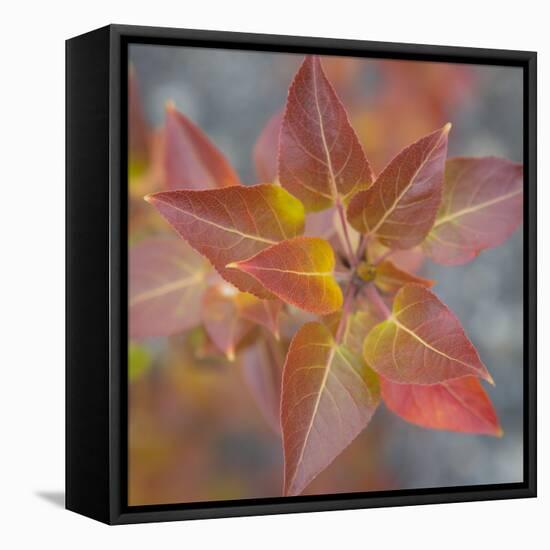 Canada, Yukon, Kluane National Park. Balsam poplar leaves.-Jaynes Gallery-Framed Premier Image Canvas