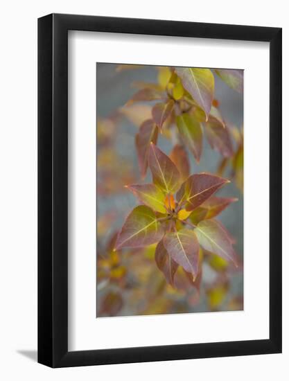 Canada, Yukon, Kluane National Park. Balsam poplar leaves.-Jaynes Gallery-Framed Photographic Print