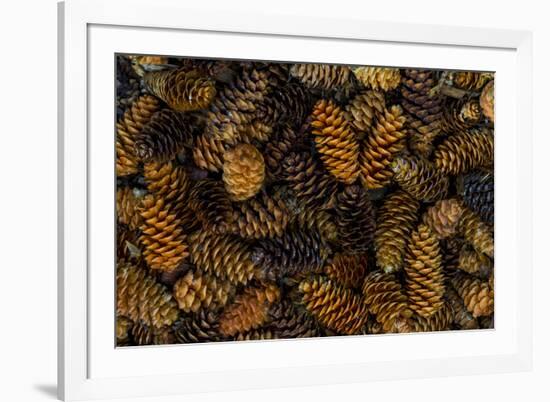 Canada, Yukon Territory, Kluane National Park. Close-up of spruce cones.-Jaynes Gallery-Framed Premium Photographic Print