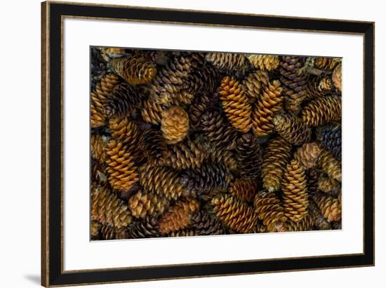 Canada, Yukon Territory, Kluane National Park. Close-up of spruce cones.-Jaynes Gallery-Framed Premium Photographic Print