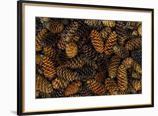 Canada, Yukon Territory, Kluane National Park. Close-up of spruce cones.-Jaynes Gallery-Framed Premium Photographic Print