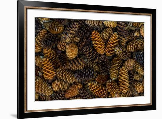 Canada, Yukon Territory, Kluane National Park. Close-up of spruce cones.-Jaynes Gallery-Framed Premium Photographic Print