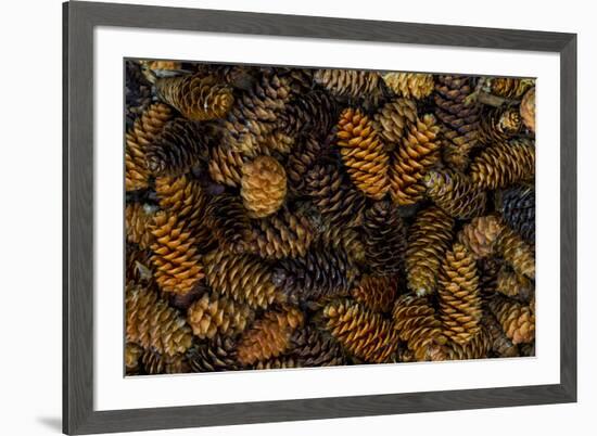 Canada, Yukon Territory, Kluane National Park. Close-up of spruce cones.-Jaynes Gallery-Framed Premium Photographic Print