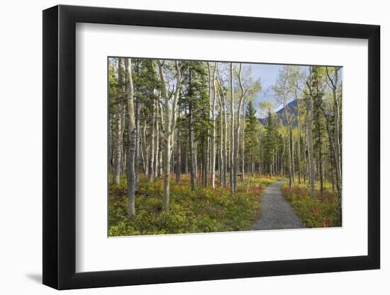 Canada, Yukon Territory, Kluane National Park. Trail through aspen forest.-Jaynes Gallery-Framed Photographic Print