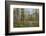 Canada, Yukon Territory, Kluane National Park. Trail through aspen forest.-Jaynes Gallery-Framed Photographic Print