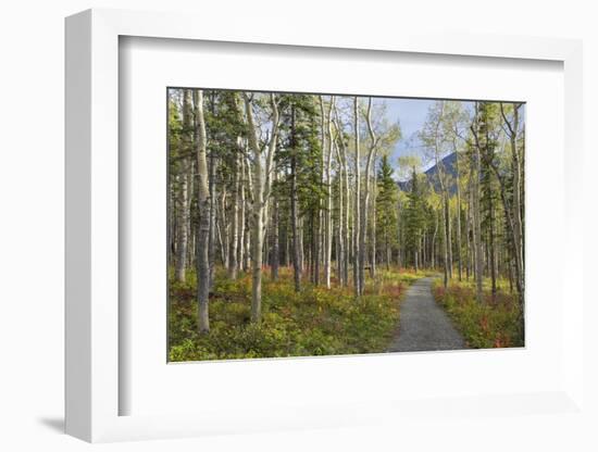 Canada, Yukon Territory, Kluane National Park. Trail through aspen forest.-Jaynes Gallery-Framed Photographic Print